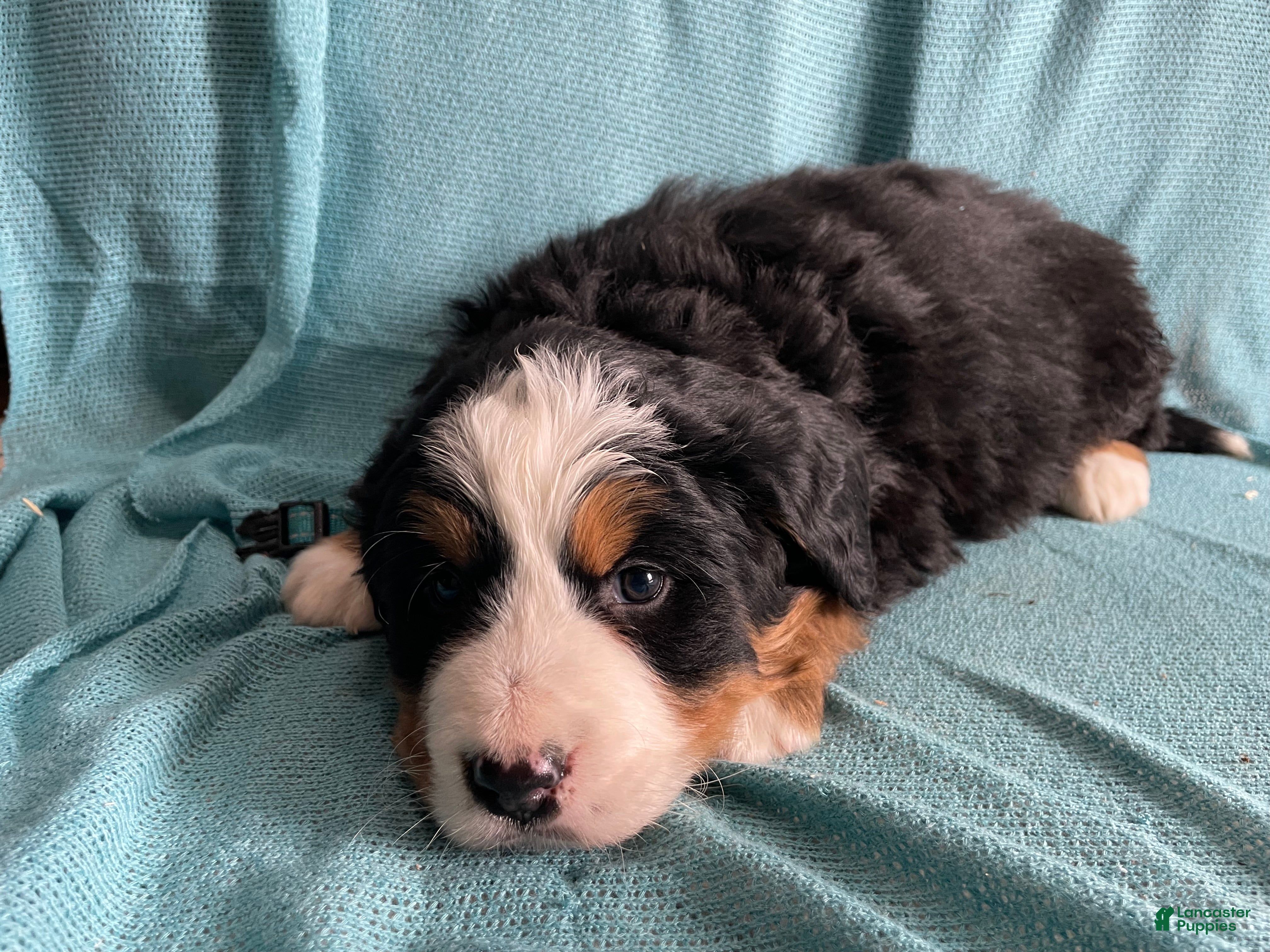 Bernese Mountain Dog dogs Fiji - Ad 11