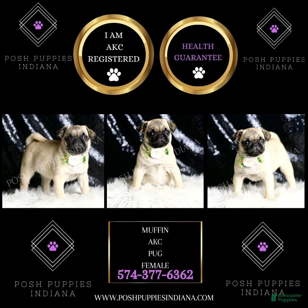 Pug dogs for sale: Muffin - Ad 3