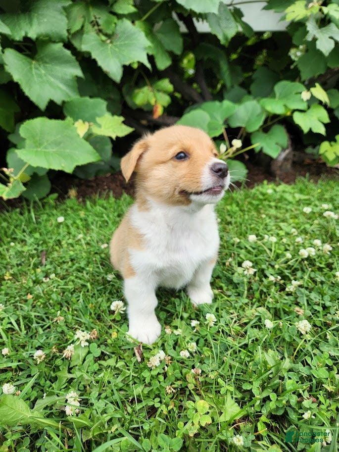 Welsh Corgi Pembroke dogs Andrew - Ad 2