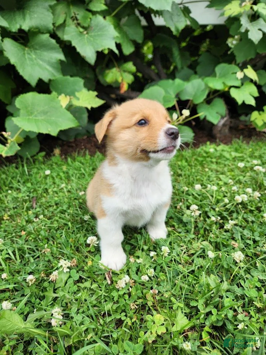 Welsh Corgi Pembroke dogs for sale: Andrew - Ad 2