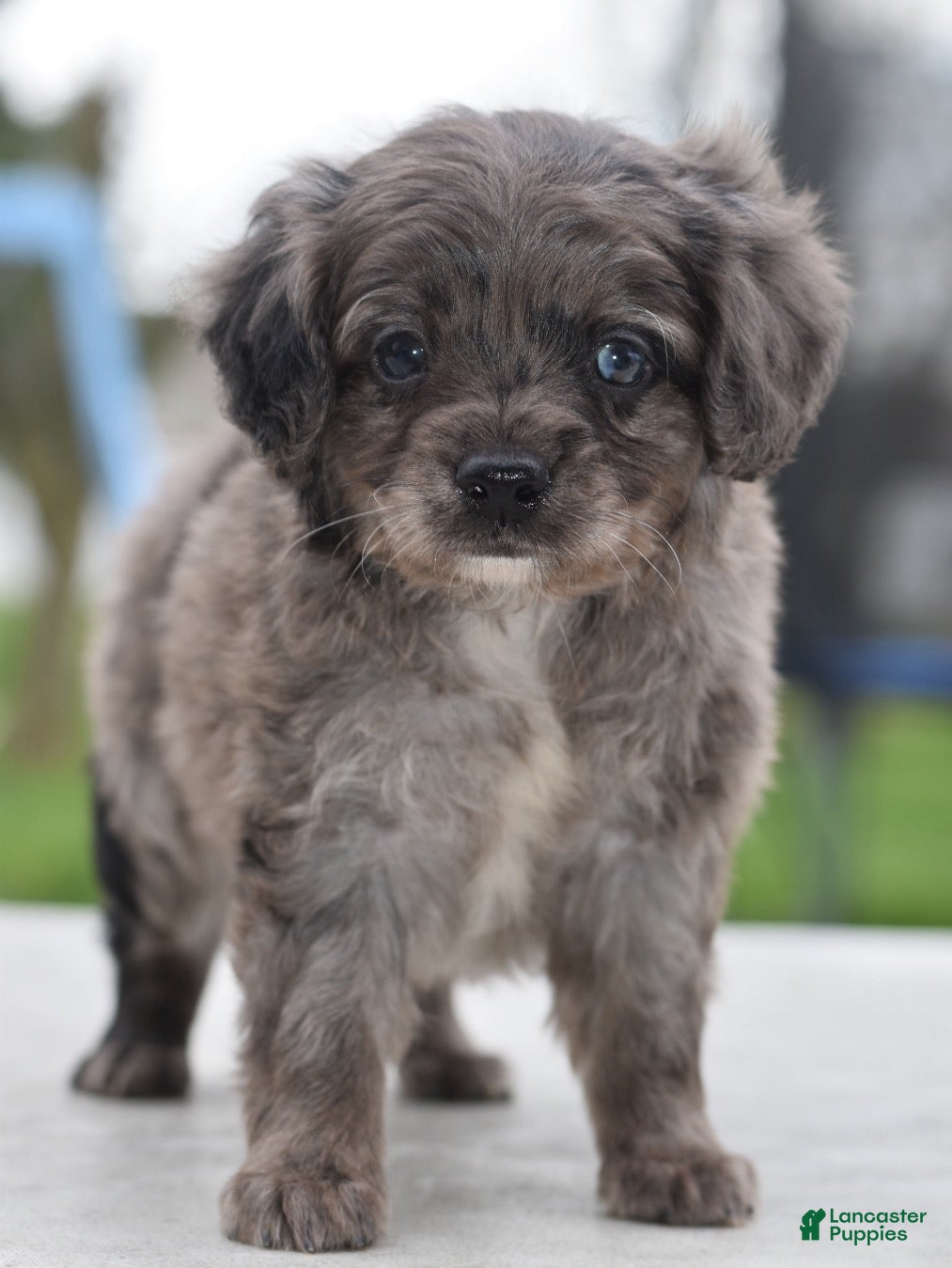 Cockapoo dogs Milo f1b - Ad 1