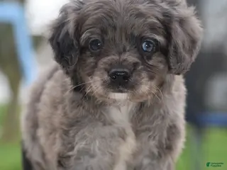 Cockapoo dogs for sale: Milo f1b - Ad 2