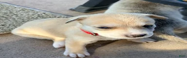 Pitsky female 9