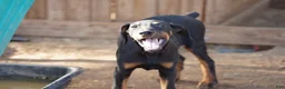 Doberman Pinscher dogs for sale: Milhouse - Ad 4