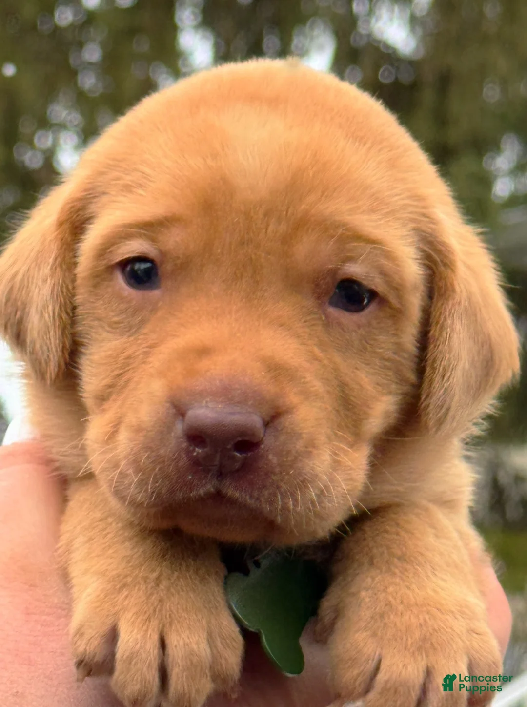 Lakeland Terrier dogs for sale: Labrador retriever - Ad 2