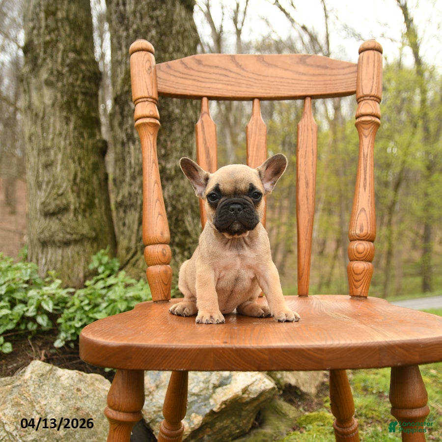 French Bulldog dogs Diva - Ad 1