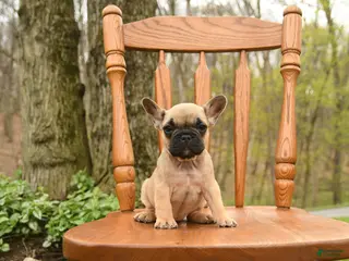 French Bulldog dogs for sale: Diva - Ad 3