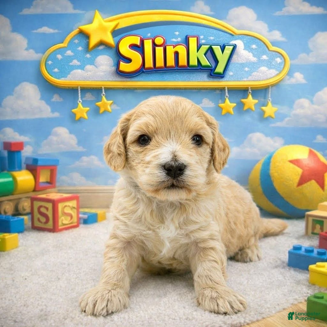 Mixed Breed dogs for sale: Mixed Breed Puppy 2 - Ad 1