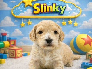 Mixed Breed dogs Mixed Breed Puppy 2 - Ad 10