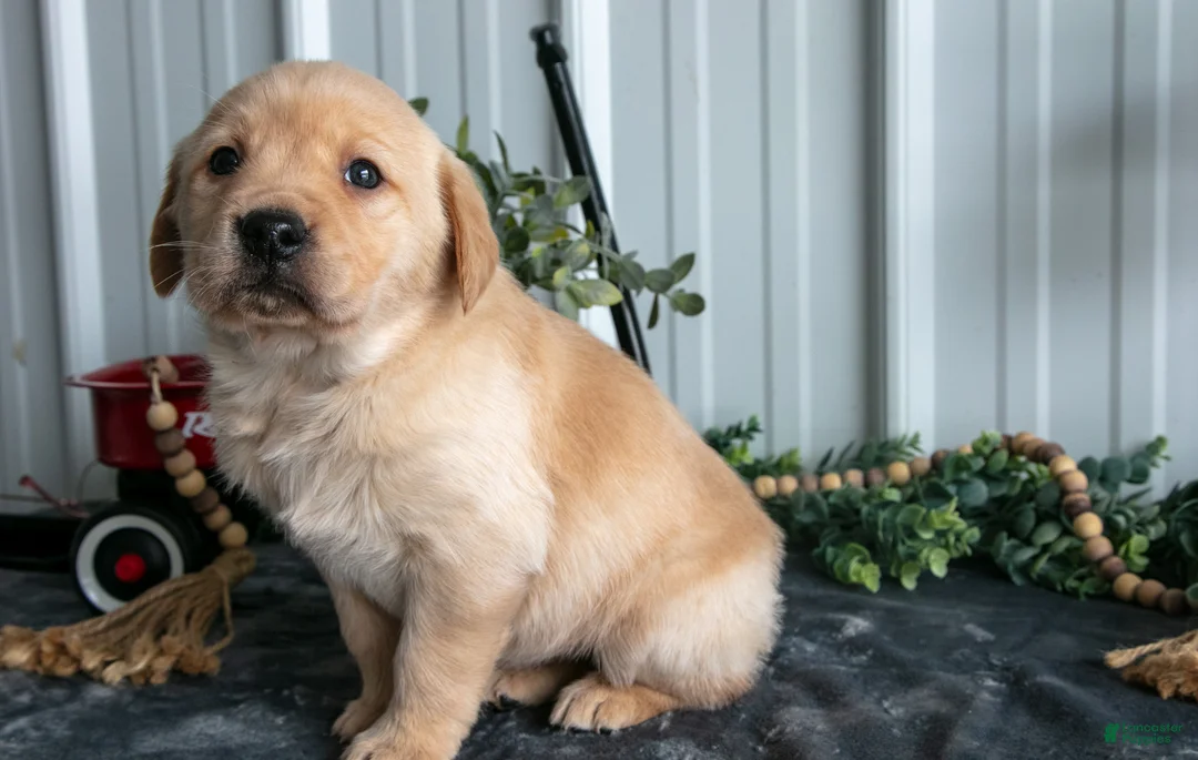 Goldador dogs for sale: Lyla - Ad 3