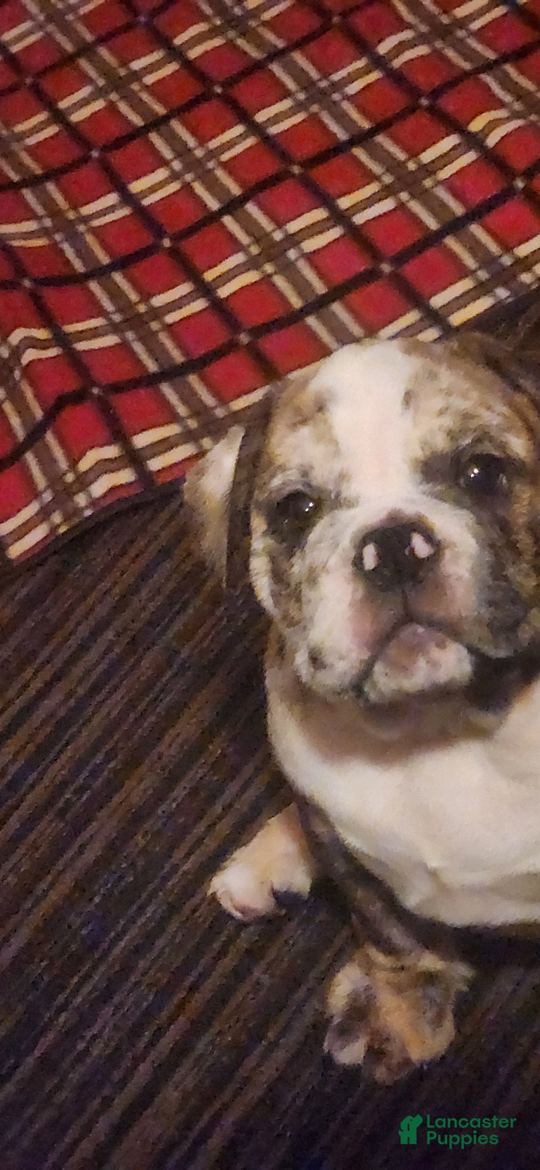 English Bulldog dogs for sale: English Bulldog Puppy - Ad 3