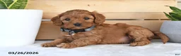 Cavapoo dogs for sale: Star - Ad 4
