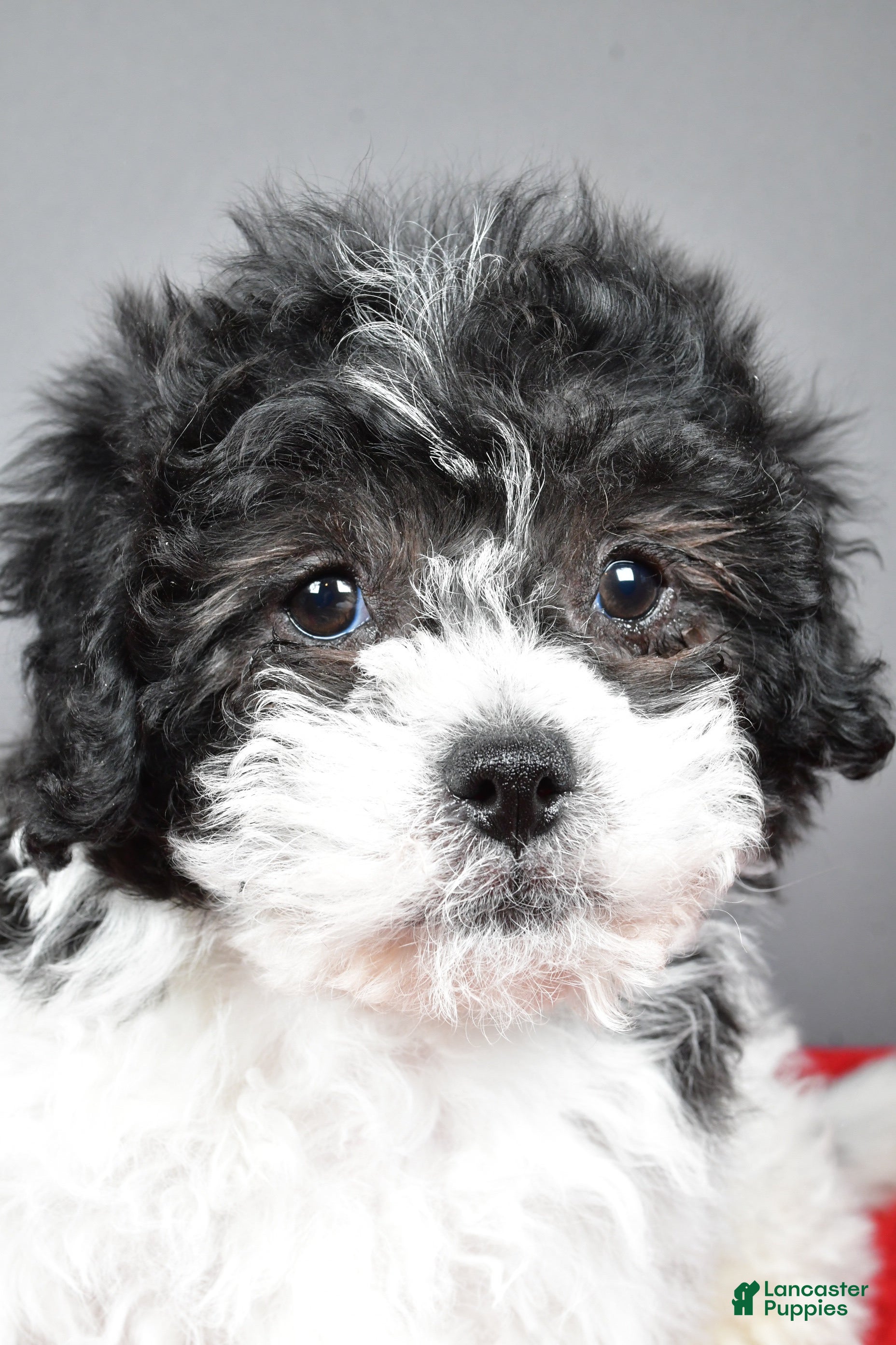 Teddy Bear dogs Cindy - Ad 2