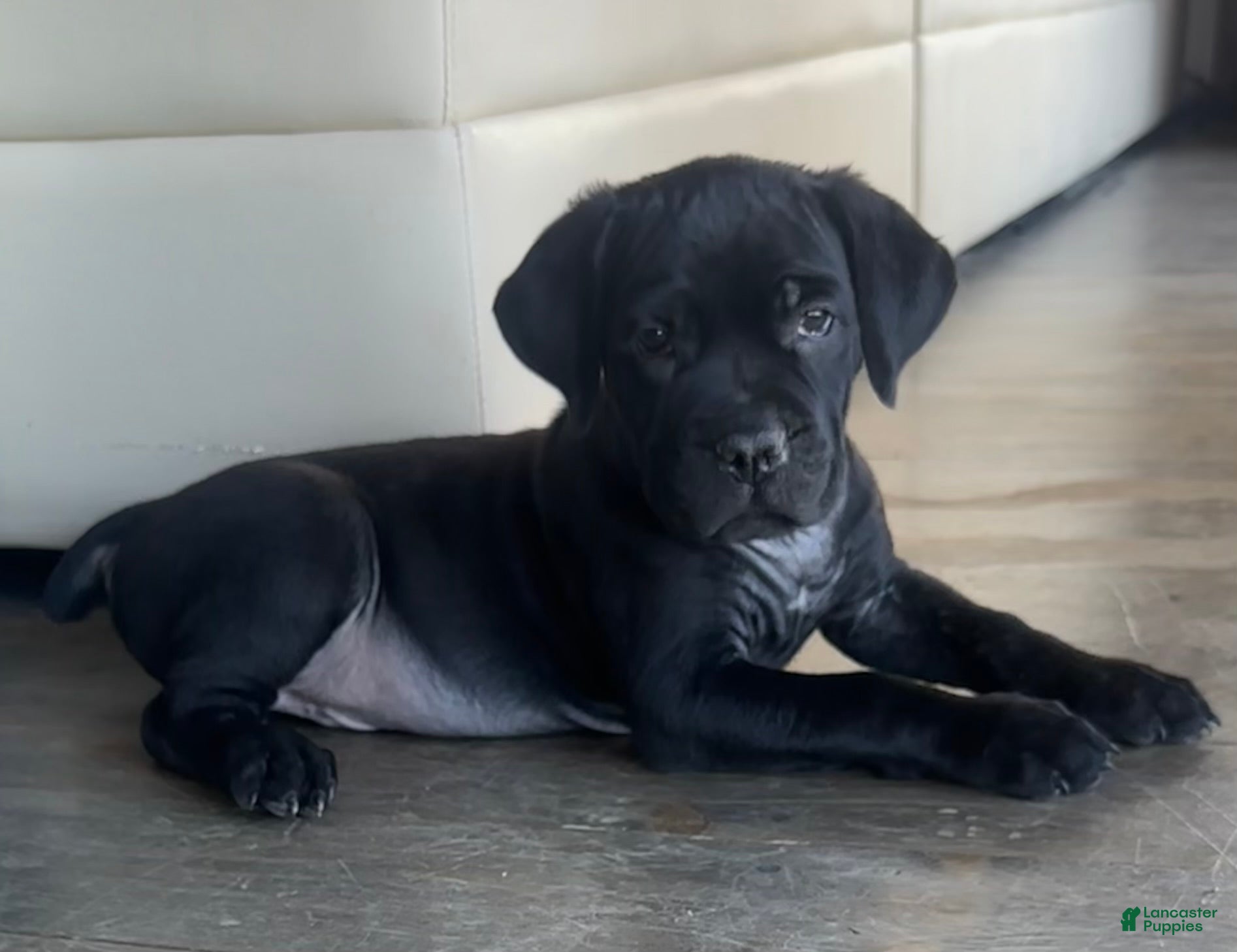Cane Corso dogs for sale: Captain - Ad 3