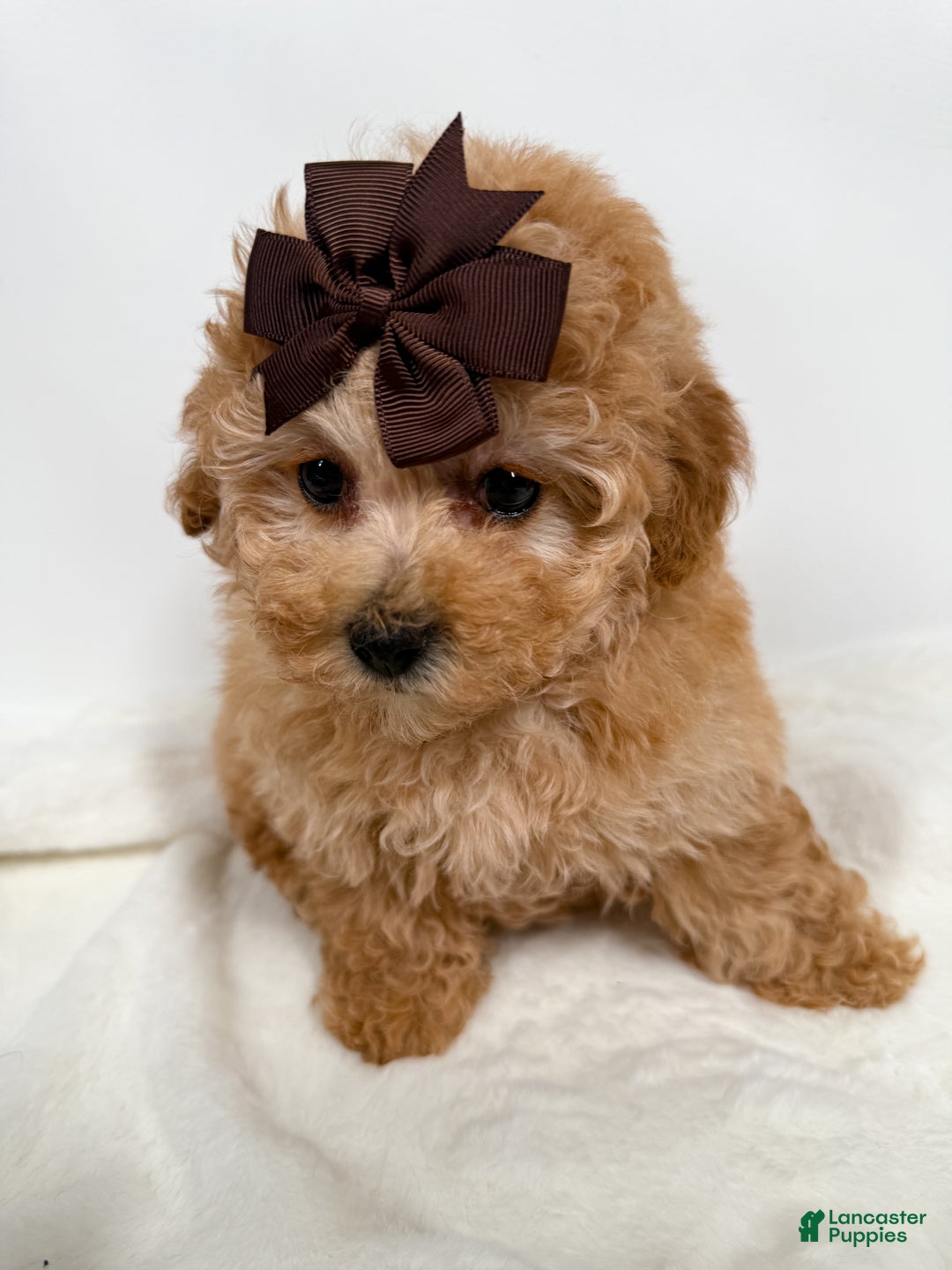 Toy Poodle dogs for sale: Teacup Ginger   - Ad 3