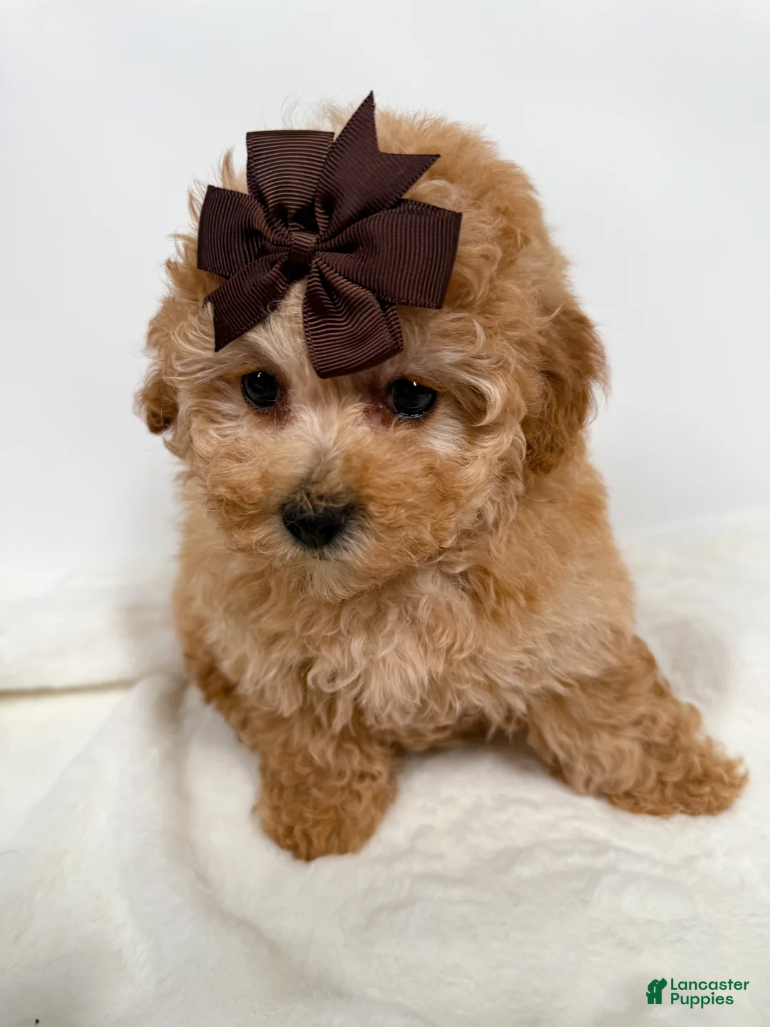 Toy Poodle dogs for sale: Teacup Ginger   - Ad 3