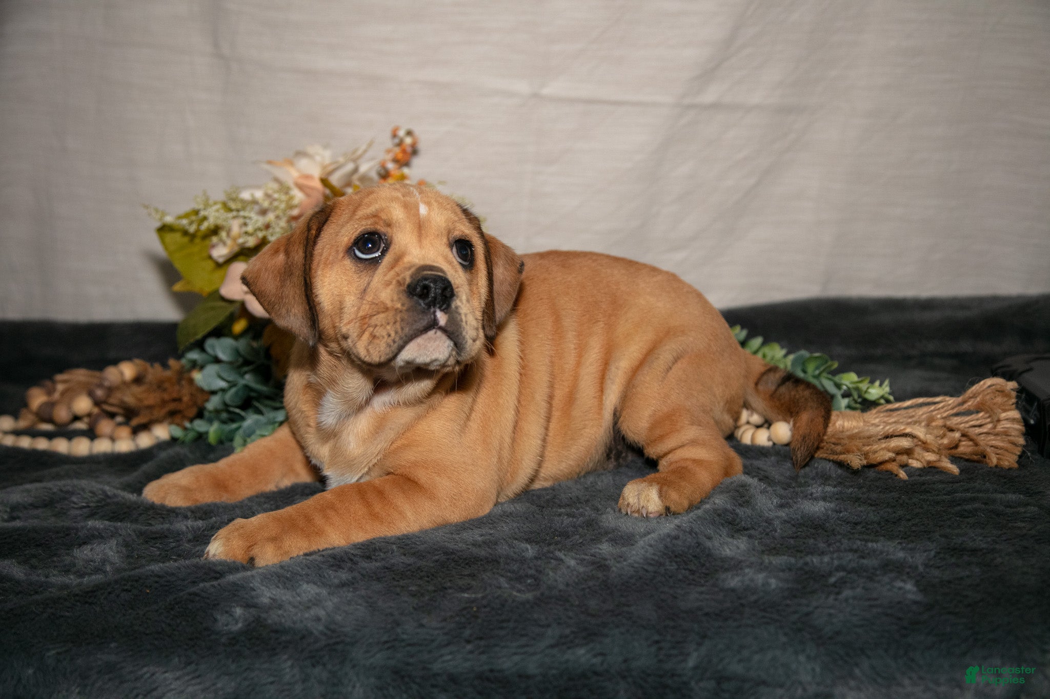 Beabull dogs Rebecca - Ad 2