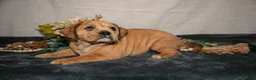 Beabull dogs for sale: Rebecca - Ad 2