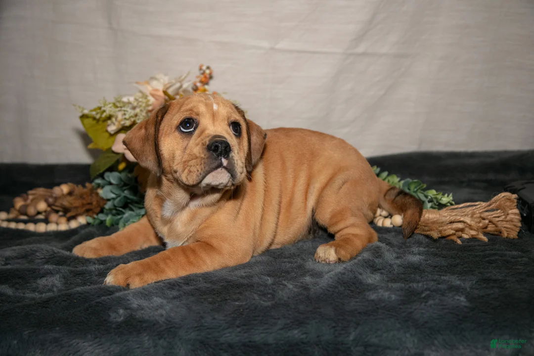 Beabull dogs for sale: Rebecca - Ad 2