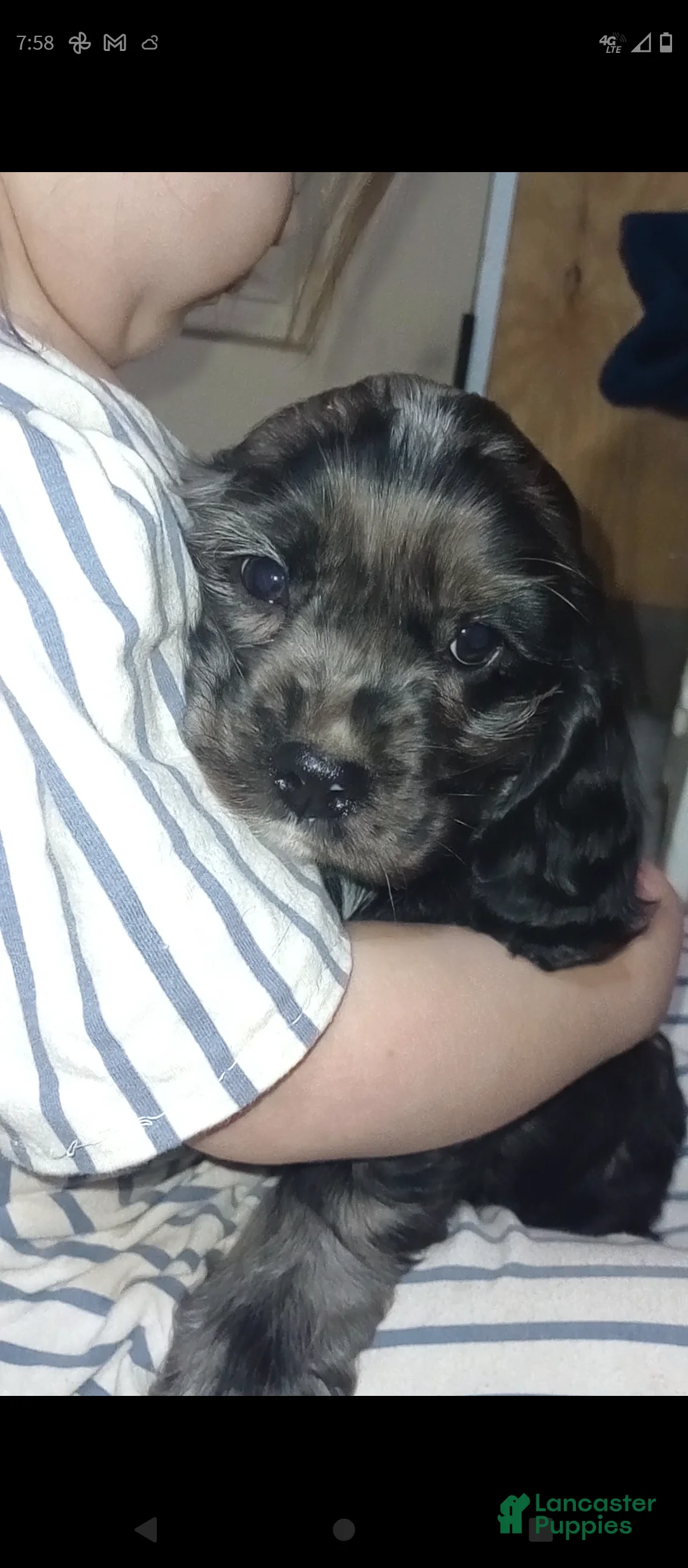 Cocker Spaniel dogs for sale: Tucker - Ad 3