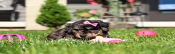 Bichpoo dogs for sale: Callie - Ad 12