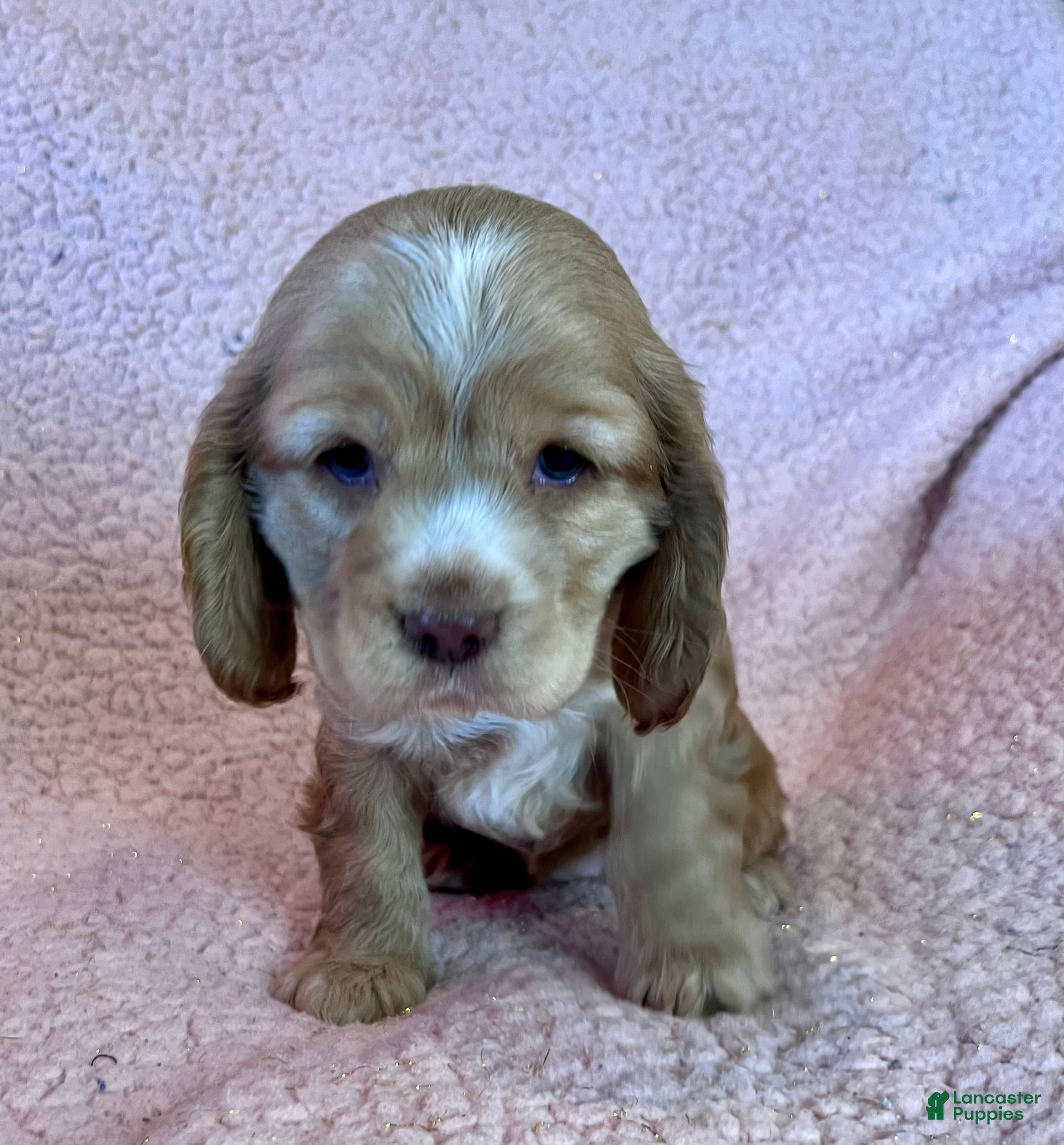 Cocker Spaniel dogs Bear  - Ad 11