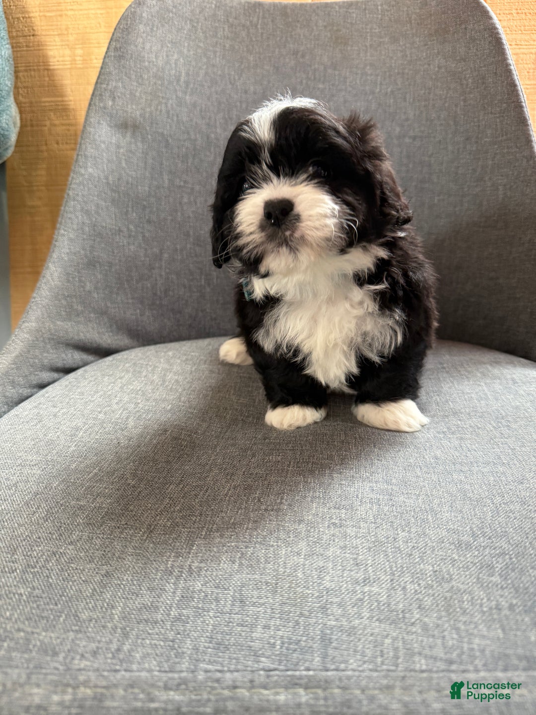 Teddy Bear dogs for sale: Sammy - Ad 12