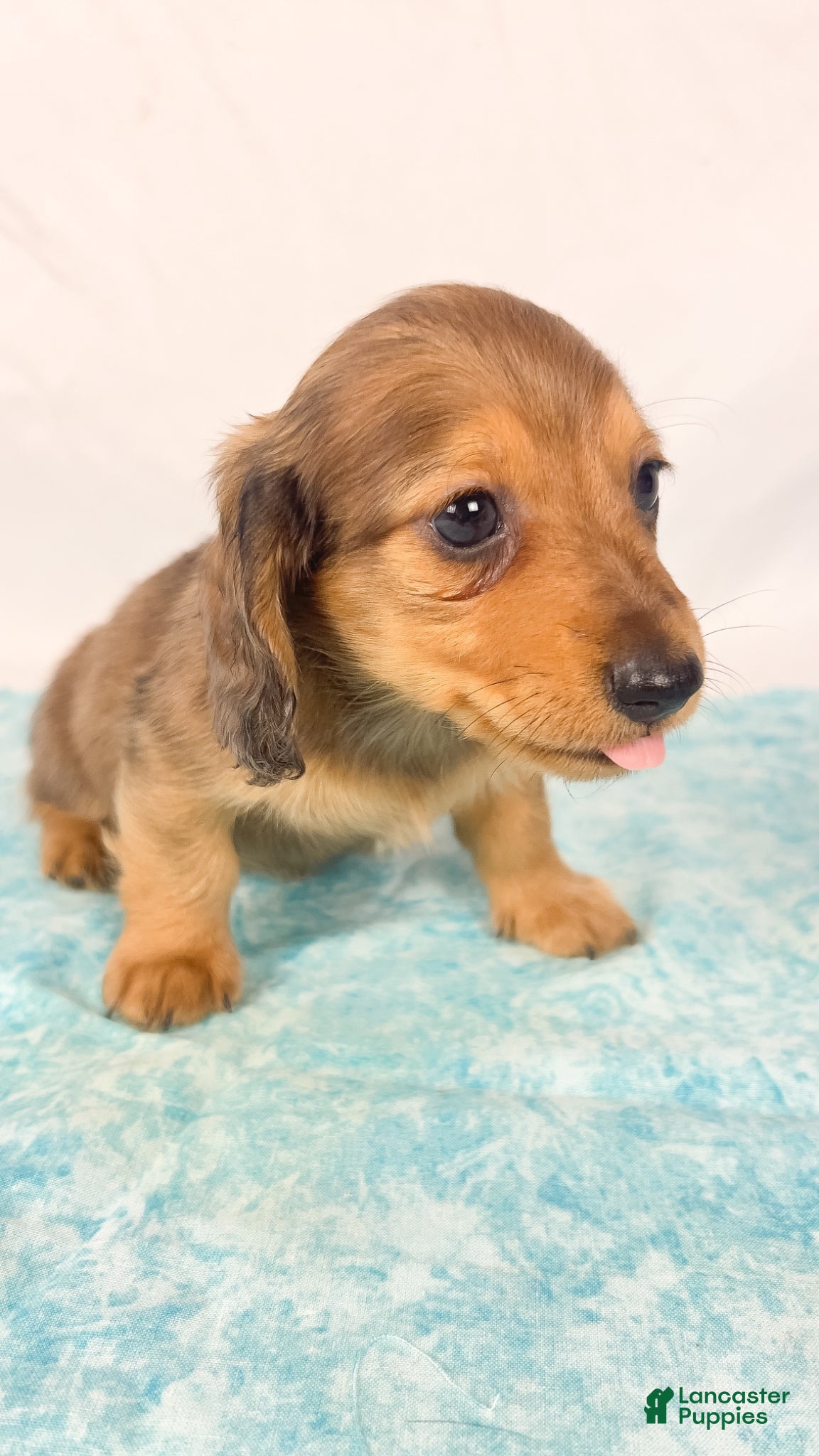Miniature Dachshund dogs Peanuts - Ad 33