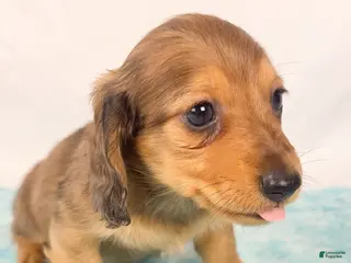 Miniature Dachshund dogs Peanuts - Ad 33