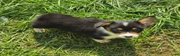 Welsh Corgi Pembroke dogs for sale: Brea  - Ad 13