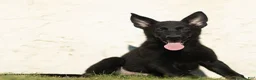 German Shepherd dogs for sale: Faye German Shepherd  - Ad 3