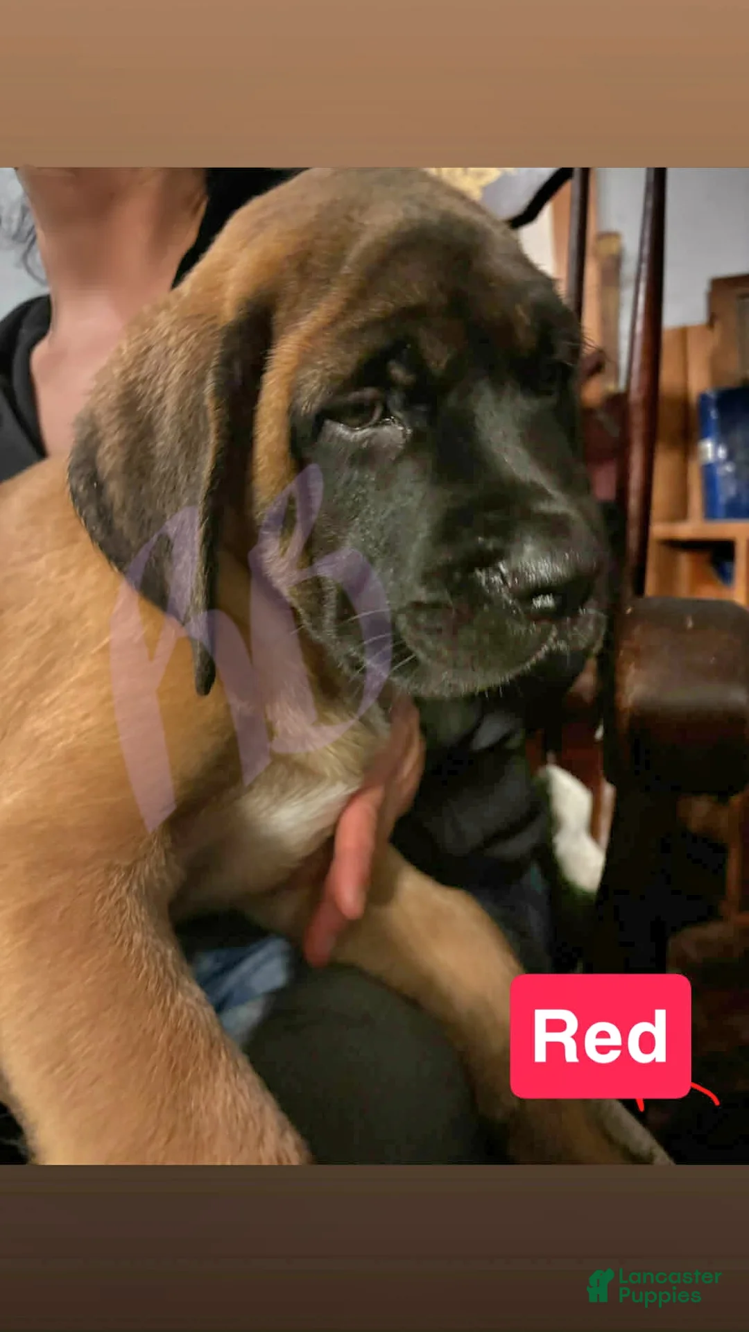 English Mastiff dogs for sale: English Mastiff Puppy 3 - Ad 1