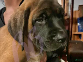 English Mastiff dogs English Mastiff Puppy 3 - Ad 19