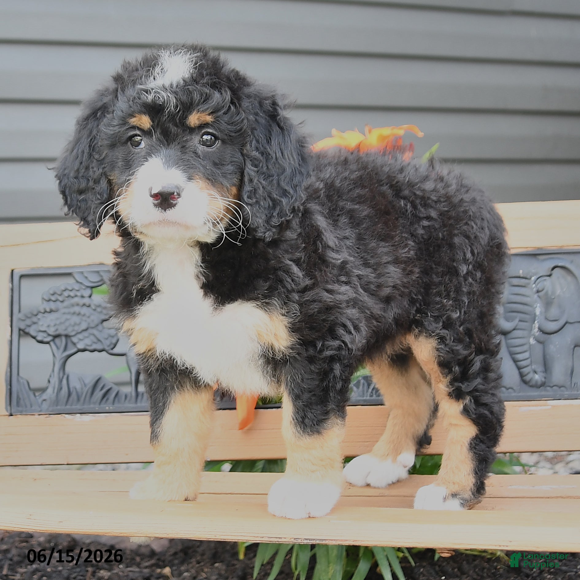 Bernedoodle dogs Nora - Ad 2