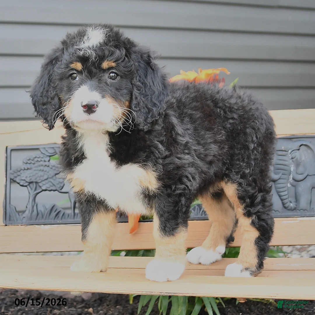 Bernedoodle dogs for sale: Nora - Ad 2