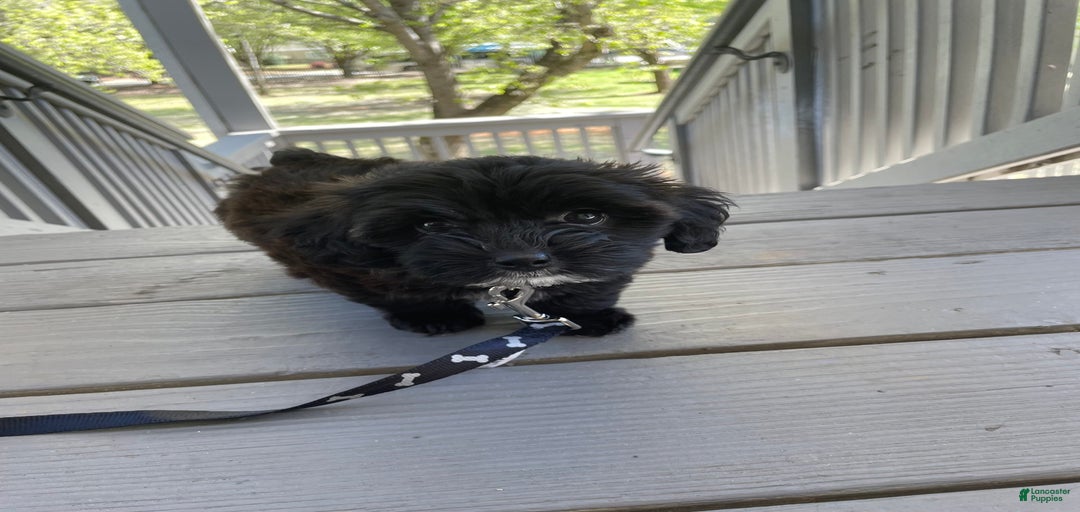 Gallery Image {{count}}