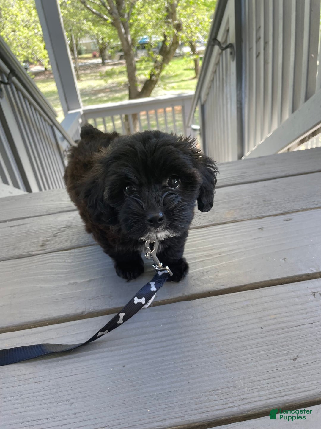 Gallery Image {{count}}