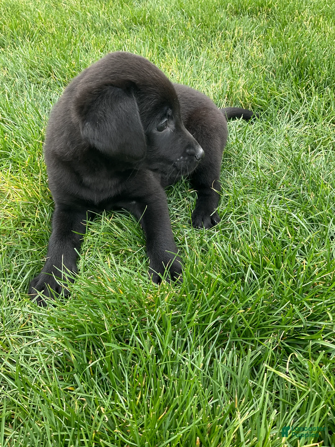 Labrador Retriever dogs for sale: Gracie - Ad 1