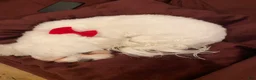 Maltese dogs for sale: Maltese Puppy 1 - Ad 4