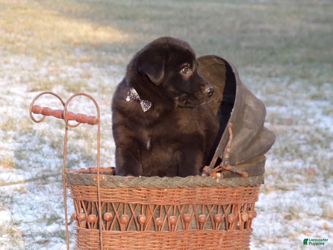 Mixed Breed dogs for sale: Belle  - Ad 4