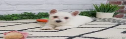 West Highland Terrier dogs for sale: Quincey  - Ad 6