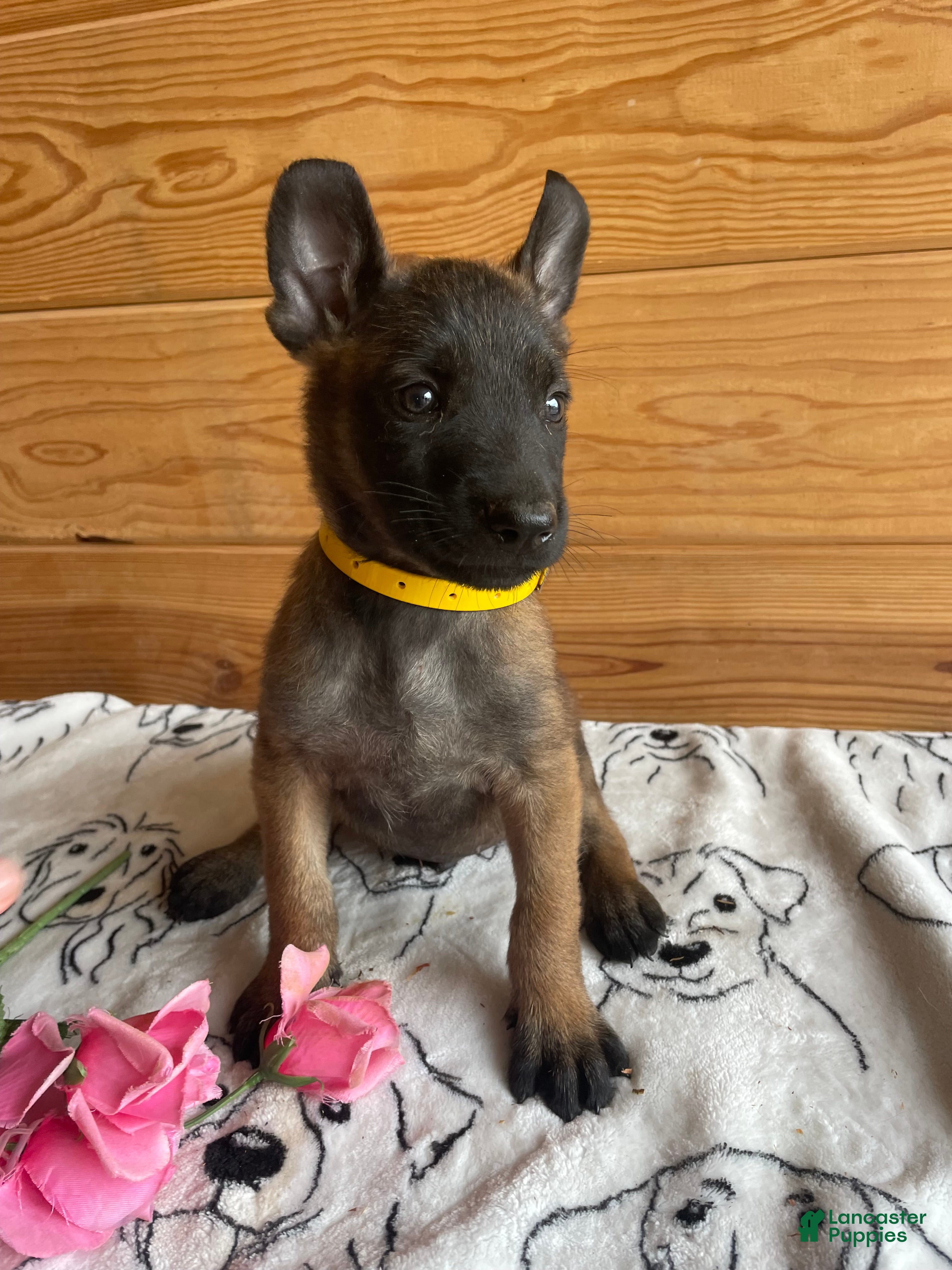 Belgian Malinois dogs Thor - Ad 34