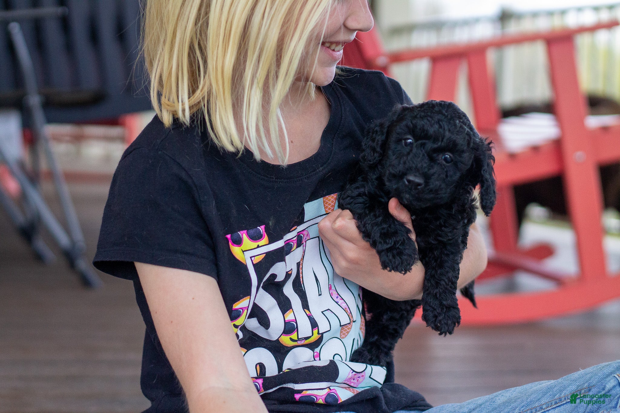 Miniature Poodle dogs Trixie - Ad 1