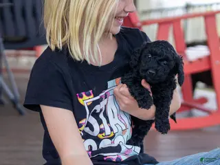 Miniature Poodle dogs for sale: Trixie - Ad 4