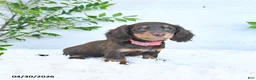 Miniature Dachshund dogs for sale: Maggie - Ad 3