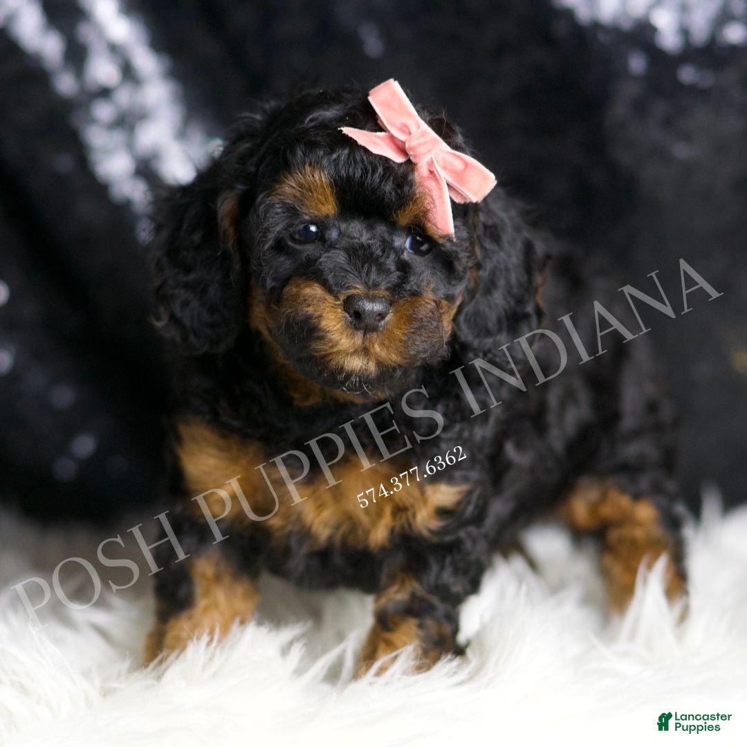 Toy Poodle dogs for sale: Ginny  - Ad 4