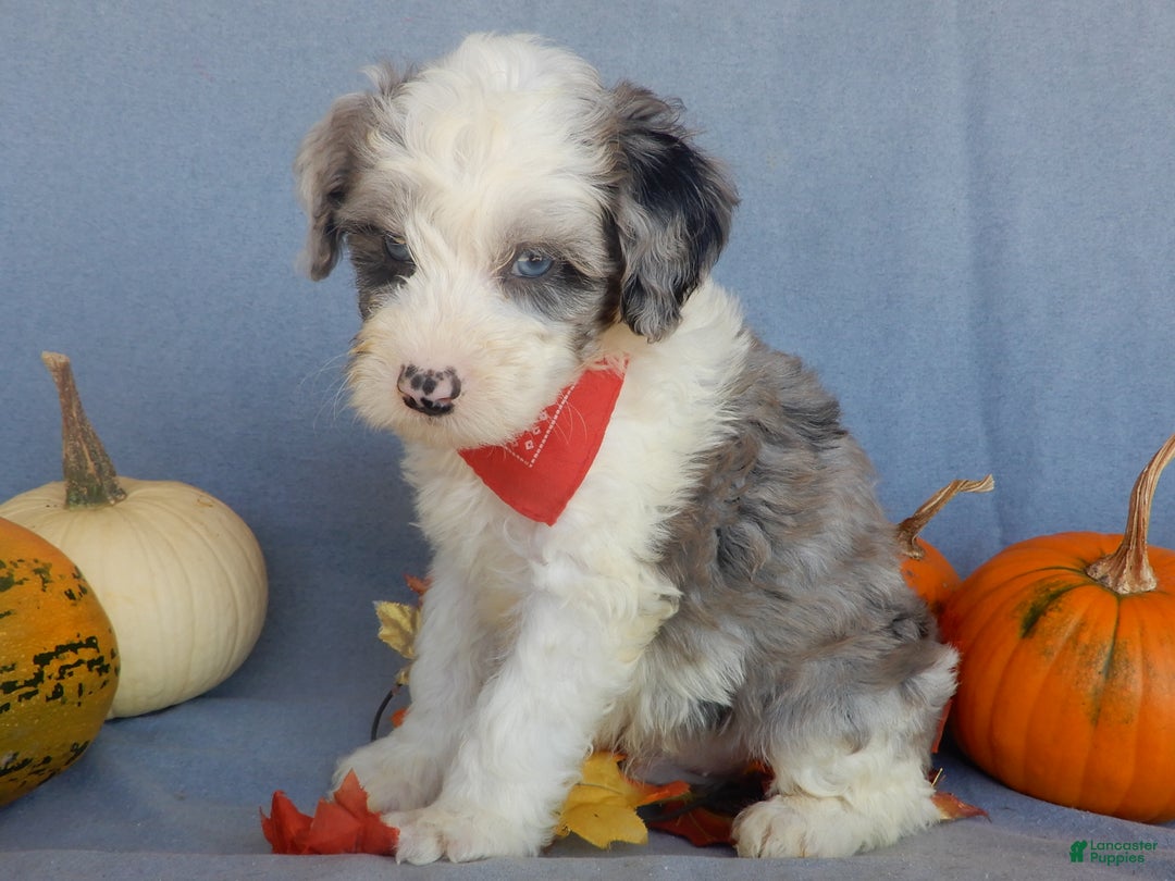 Sheepadoodle dogs for sale: Panda (medium) - Ad 57