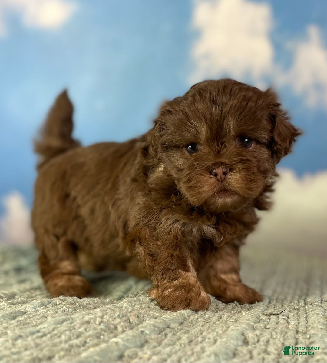 Mixed Breed dogs for sale: Mocha - Ad 2