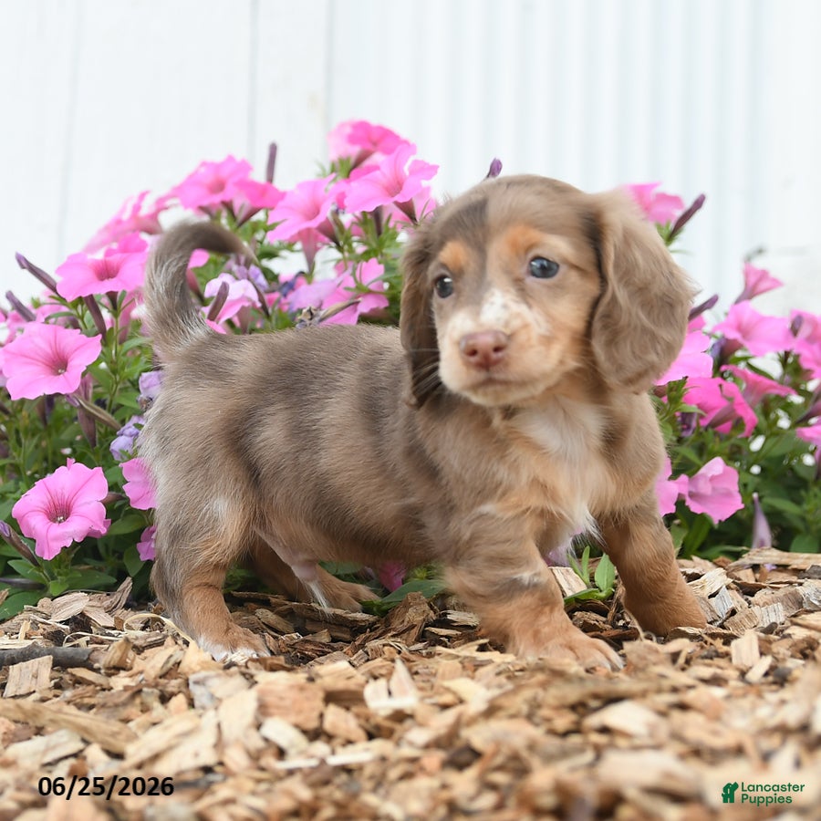 Miniature Dachshund dogs Rover - Ad 2
