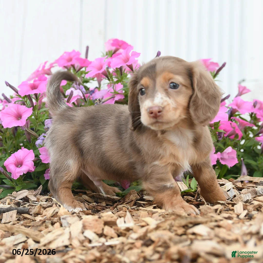 Miniature Dachshund dogs for sale: Rover - Ad 2